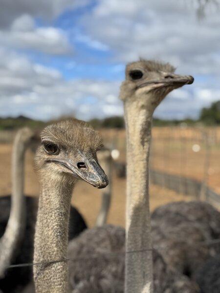 Zuid-Afrika best local experiences
