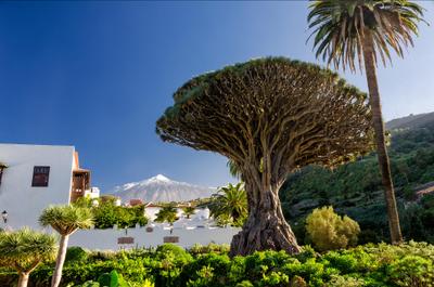 Landelijk Tenerife (8 dagen)