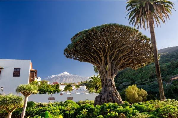 Landelijk Tenerife (15 dagen)