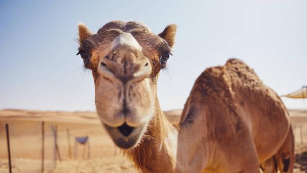 Best of Oman