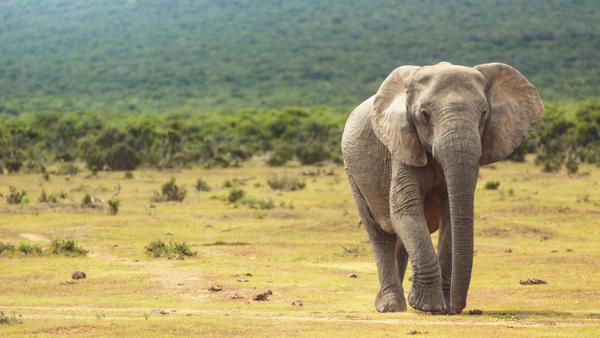 Kaapstad, de Tuinroute en The Big Five in Zuid-Afrika