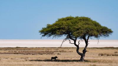 Familiereis beestenboel in Namibië