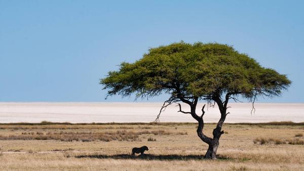 Familiereis beestenboel in Namibië