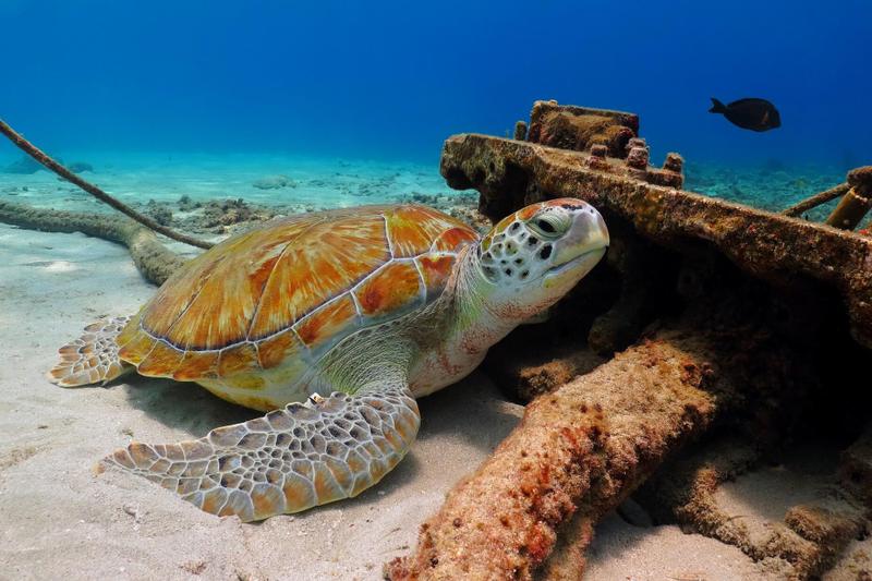 Hoe lang heb je nodig voor een fly drive in Aruba?