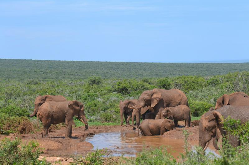 Dit maakt een fly drive in Zuid-Afrika zo bijzonder