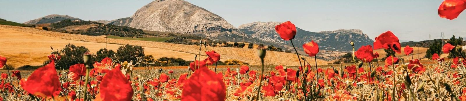 Vind jouw ideale fly drive op Andalusië
