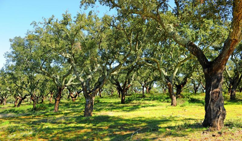 Dit maakt een fly drive in Alentejo zo bijzonder