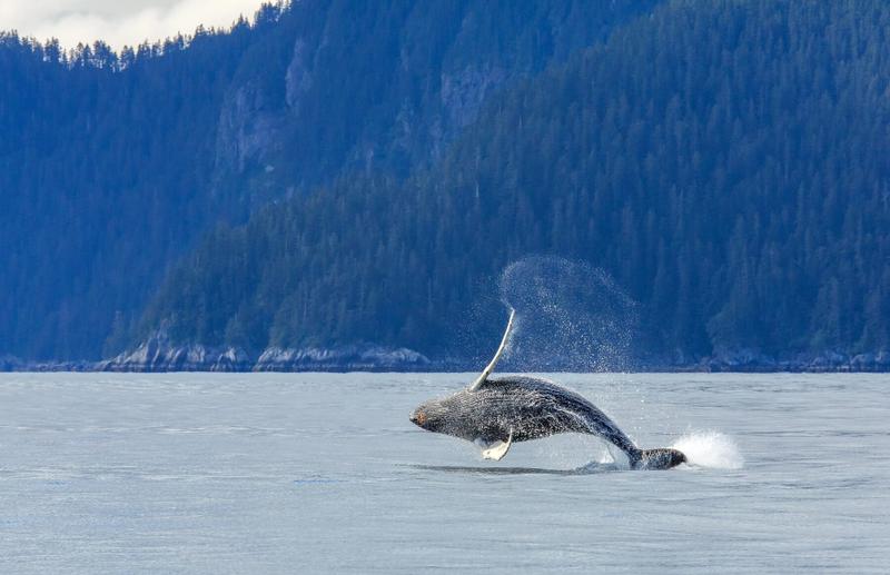 Beste reistijd voor een fly drive in Alaska
