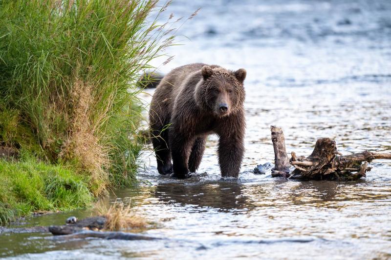 Hoe lang heb je nodig voor een fly drive in Alaska?