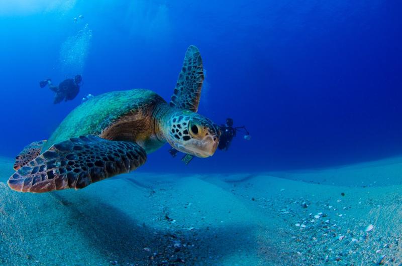 Dit maakt een fly drive in Bonaire zo bijzonder